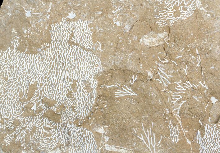 Ordovician Bryozoans (Chasmatopora) Plate - Estonia #47459